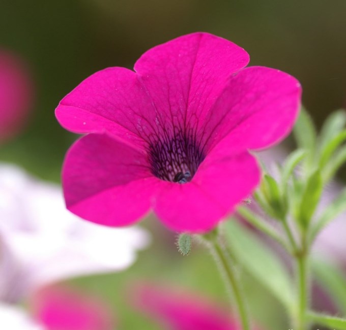 Obituary of David Schoenemann