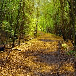 Obituary of Edwin Milford Goldman