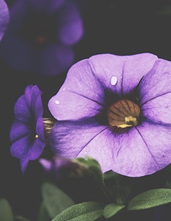 Obituary of Carol Louise Gnatovic