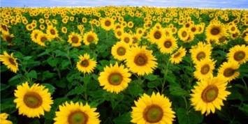 Obituary of Michael Frederick Houston