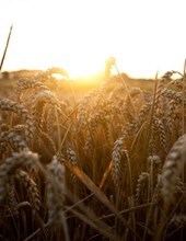 Avis de décès de Phillip Joseph Loredo