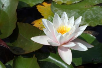 Obituary of Dut Ming Lee