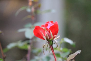 Obituary of Mary Cain Landry