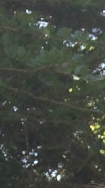 Geraldine Caroline Osborn Obituary Conway, AR