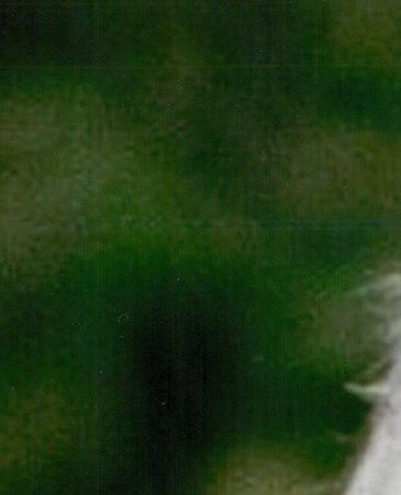 Holland Michigan Obituary