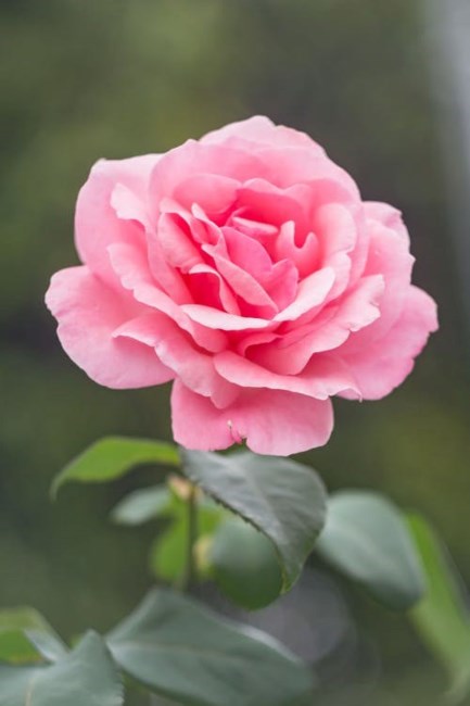Obituary of Regina Lee Fiegel