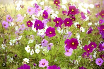 Obituary of Betty A. Latoza