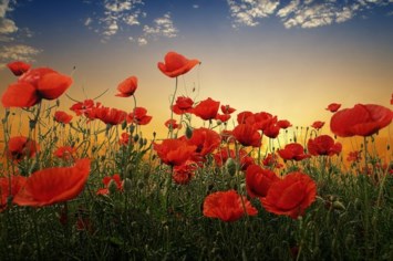 Obituary of Alan L. Simerman