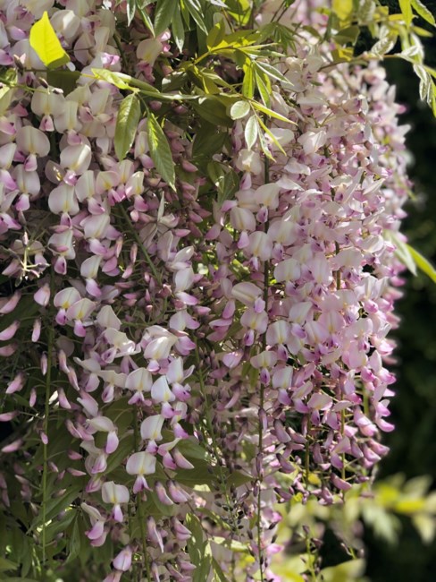 Obituary of William Thomas Peek