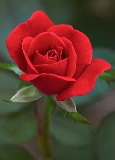 Obituary of Helen L. Thogode