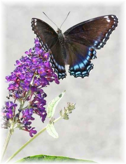 Obituary of Bernice Lorraine Hanson