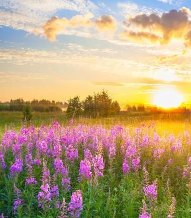 Obituary of Josie Marie Hoag