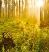 Obituary of Terrence "Terry" D'Auray