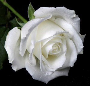 Obituary of Victoria Loera