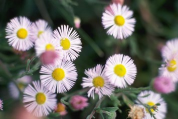 Obituary of Matilda Schwartz