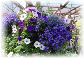 Avis de décès de Louise Wesley