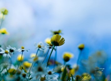 Obituary of Geraldine Thompson