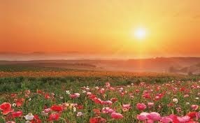 Avis de décès de Anna C. Daunt Maguire