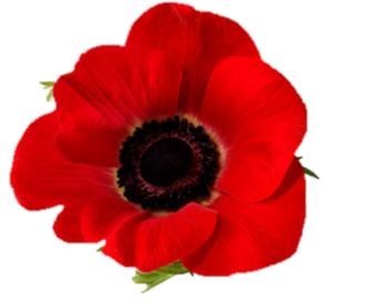 Obituary of Maria Oralia Farias