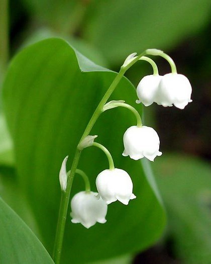 Obituary of Barbara Ann WILSON