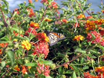 Avis de décès de Elizabeth Mae Levy