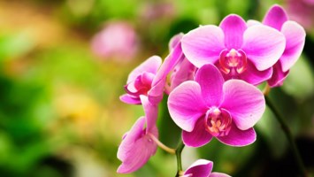 Obituary of Beatriz Pilar Rivera
