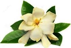 Obituary of Dorothy  Jean "Dottie" Pace