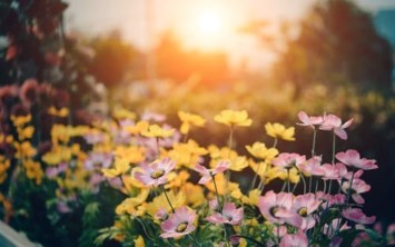 Obituary of Angelica Llera