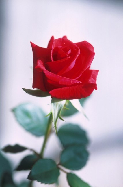 Obituary of Michelle L. Koch