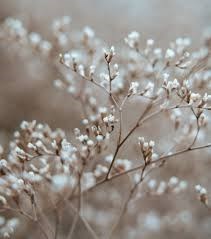 Obituary of William Jay Richmond