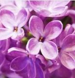 Obituary of Gail Marie Quillen