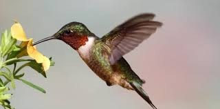 Obituary of Cynthia Dews Beeler