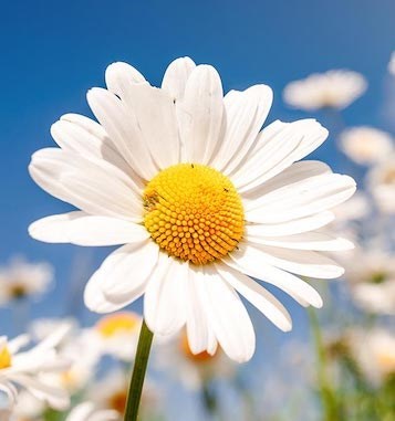 Obituary of Melody A. Gunning