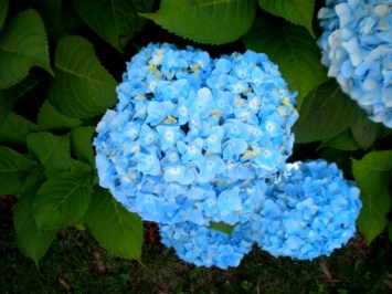 Obituary of Geneva Bradley Brooker