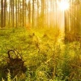 Obituary of James Orin Thompson