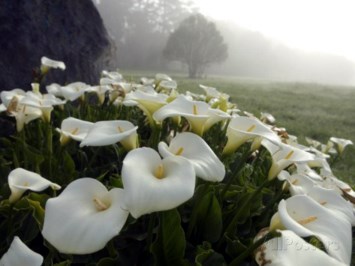 Obituary of Phyllis "Jean" Hogan