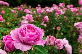 Obituary of Naomia Ruth Farris