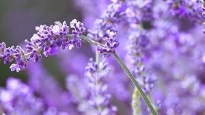 Obituary of Jorge Octavio Torres