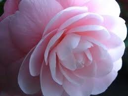 Obituary of Mary H. Cormier