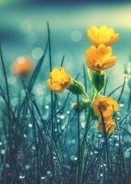 Avis de décès de James William Muir