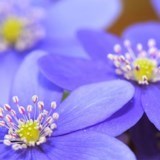 Obituary of Rosa Lee Kendrick