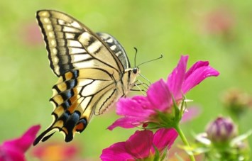 Obituary of Kathleen Kay Westphal