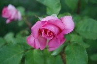 Obituary of Gertrude Rogers