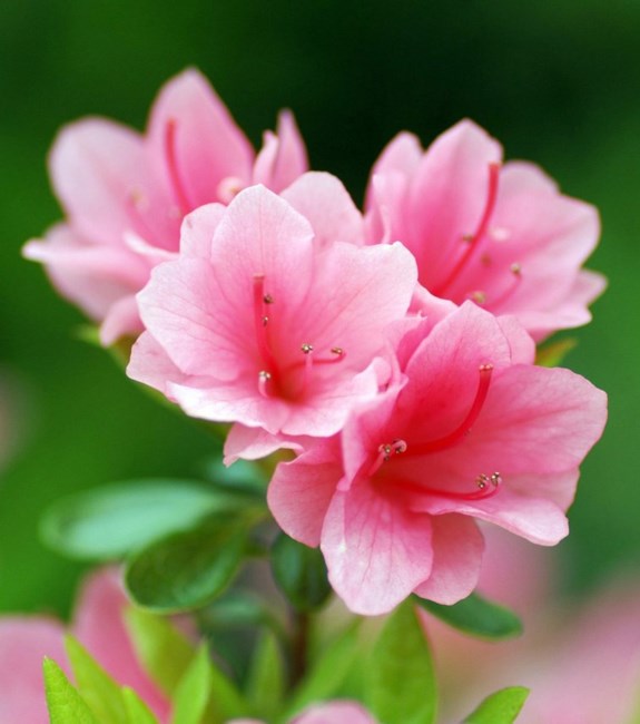 Obituario de Linda Jean Carr Thompson