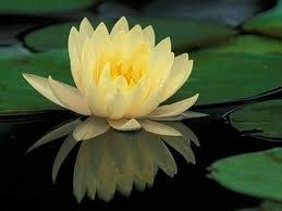 Obituary of Lisa Marie Bash