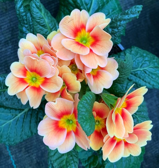 Obituary of Theresa Ann Warren