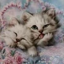 Obituary of Natalie Ann Stentz