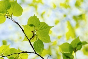 Obituary of David Vernon Meyer