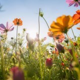 Obituary of Edith Joyce Banks