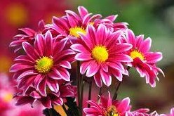 Obituario de Angela Eloise Sizemore